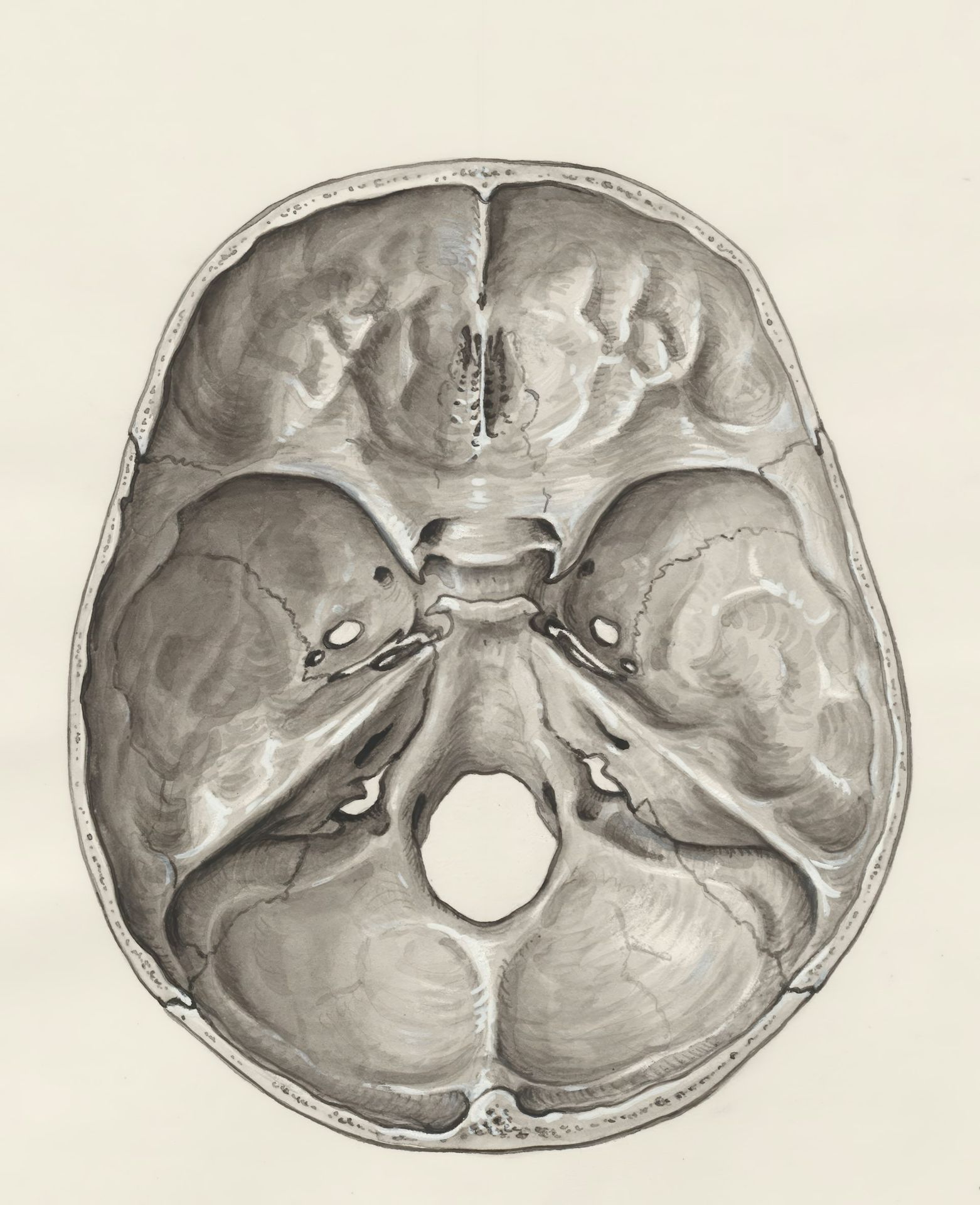 a drawing of a human brain